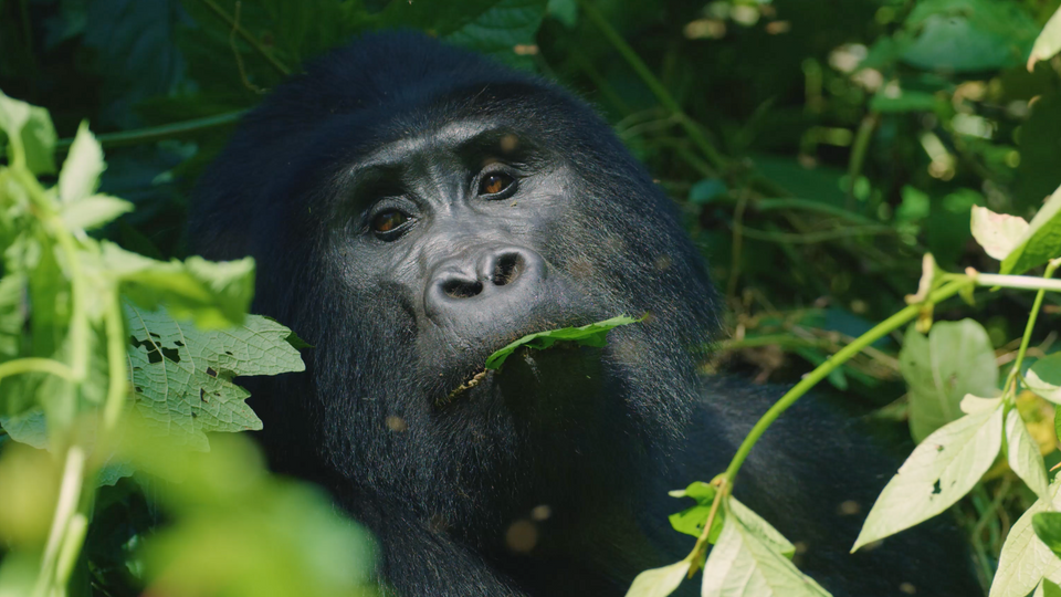 AFRICAN WILDLIFE FOUNDATION - THE HEART OF CONSERVATION